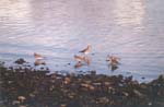 tierra del fuego - birds 